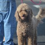 CambriaCN_0192 (November 06, 2016)